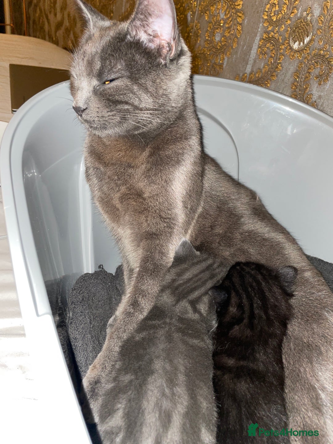 Mixed Breed cats for sale: Grey and white / black and what kittens - Advert 1