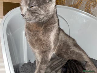 Mixed Breed cats Grey and white / black and what kittens - Advert 11