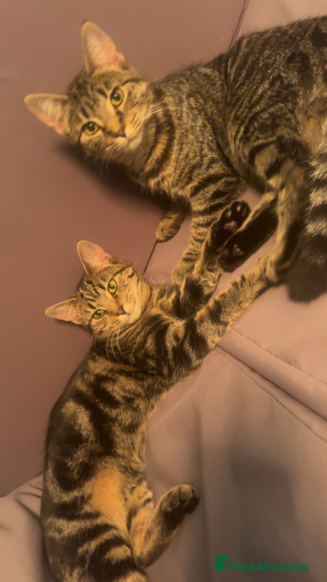 Maine Coon cats for sale: Maine coon mix  - Advert 2