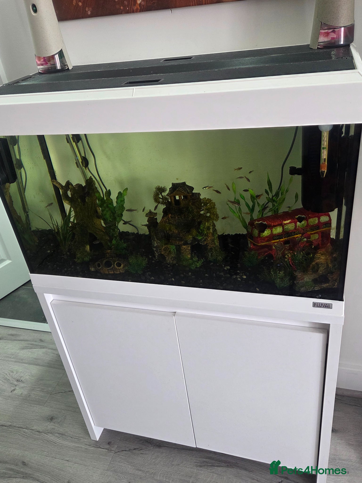 Tetras fish Whole fish tank set up... - Advert 9