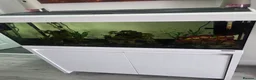 Tetras fish for sale: Whole fish tank set up... in Huddersfield - Advert 1