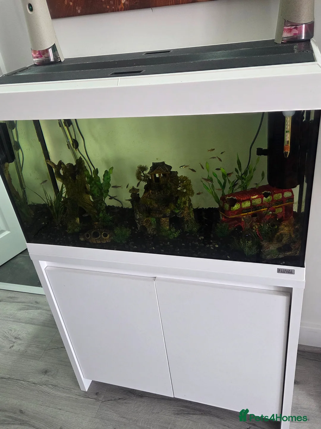Tetras fish for sale: Whole fish tank set up... in Huddersfield - Advert 1