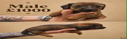 Miniature Dachshund dogs for sale: Miniature long haired dachshunds  - Advert 5