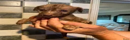 Mixed Breed dogs for sale: 11 beautiful bedlington whippet puppies - Advert 14