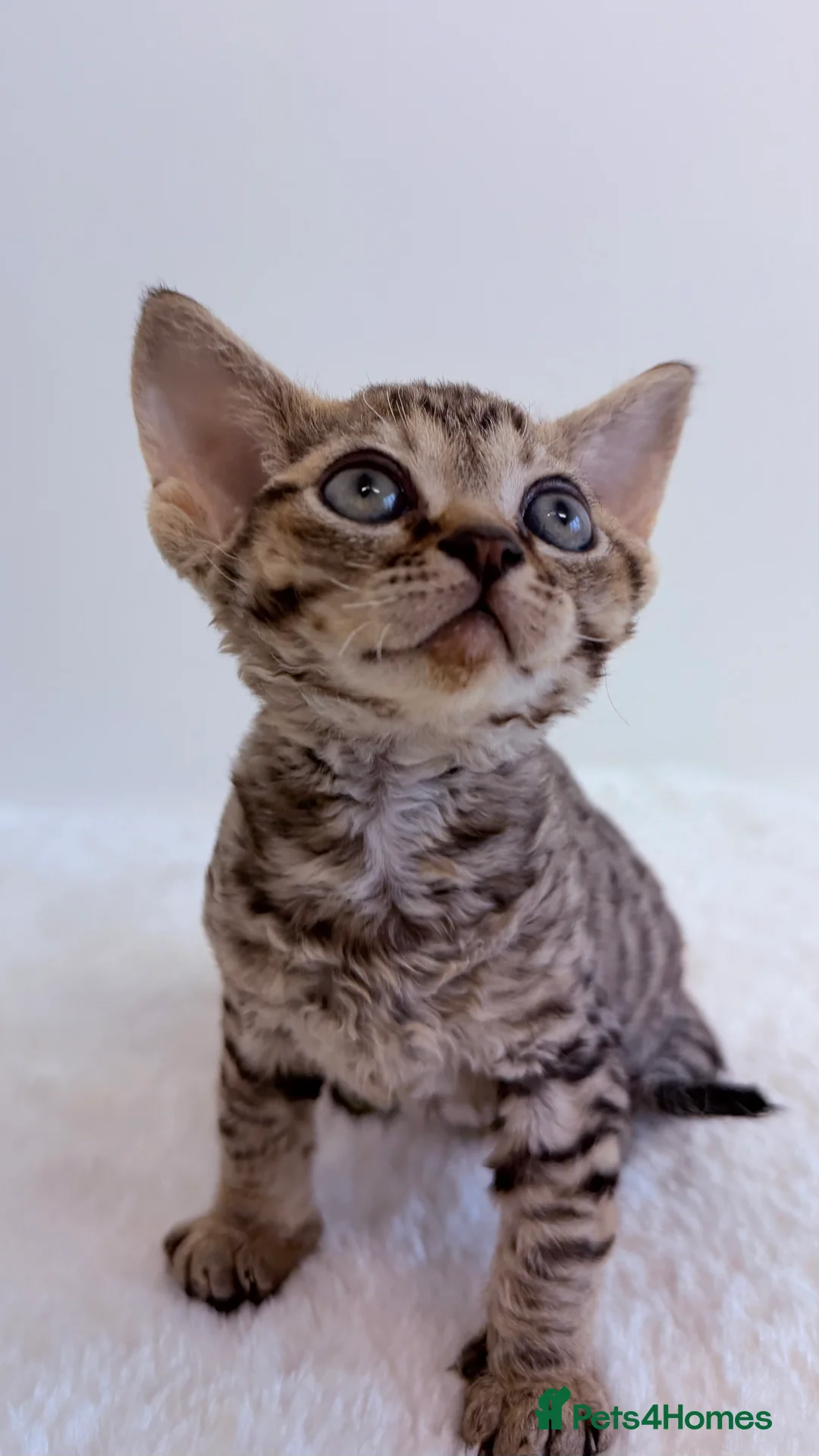 Devon Rex cats for sale: Devon  in London - Advert 12