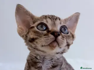 Devon Rex cats Devon - Advert 8