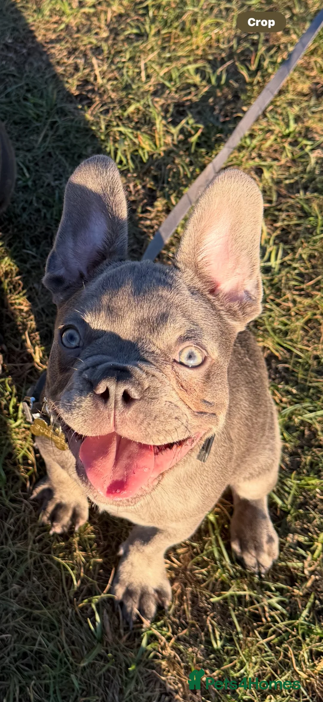 French Bulldog dogs for sale: French bulldog puppy  - Advert 1