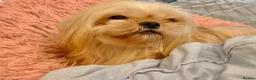 Mixed Breed dogs for sale: ADORABLE SHIH TZU/CHIHUAHUA - Advert 11