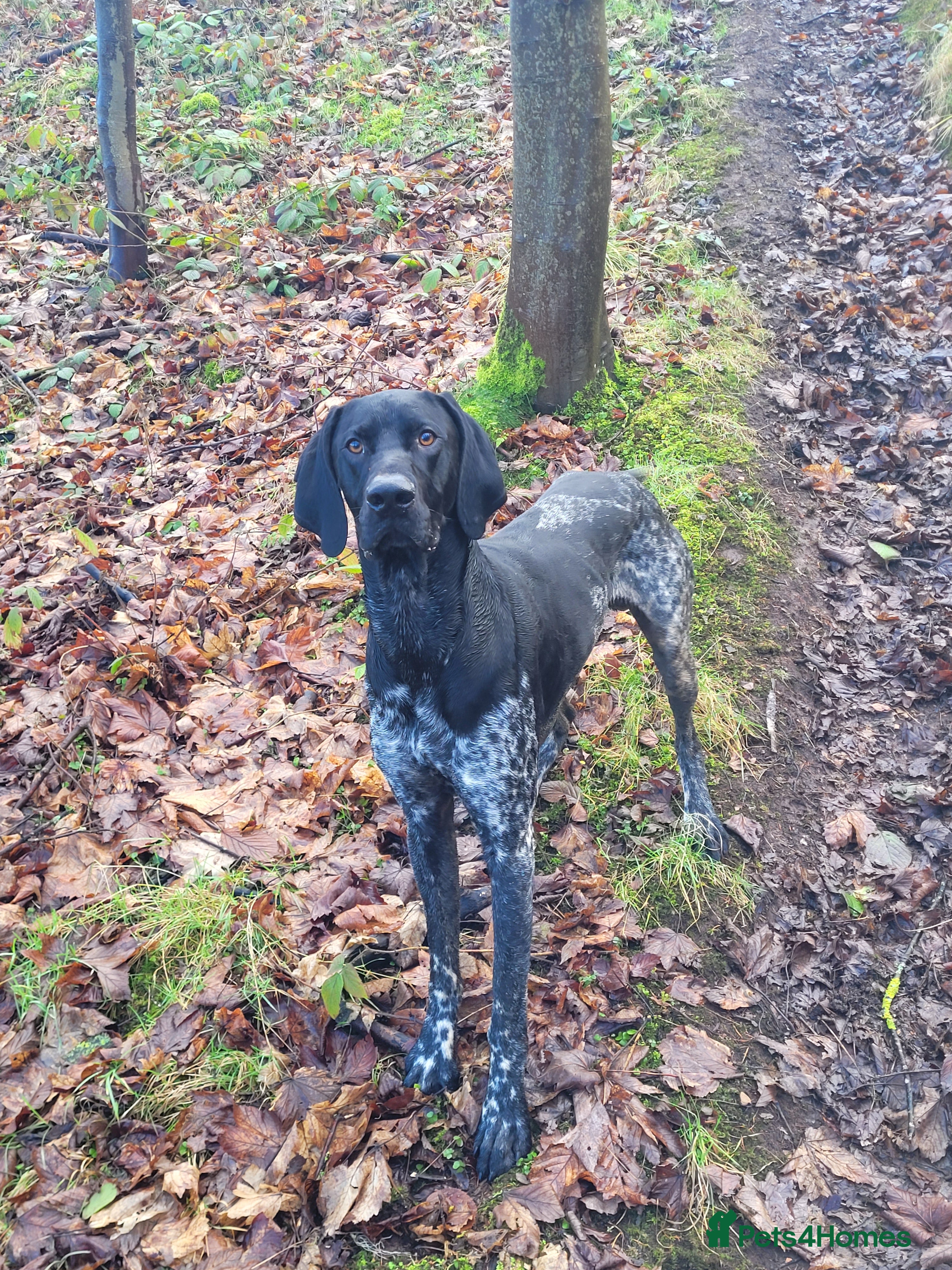 German Shorthaired Pointer dogs Short haired German pointer - Advert 2