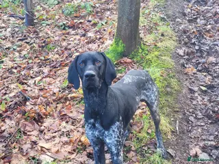 German Shorthaired Pointer dogs Short haired German pointer - Advert 2