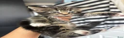 Mixed Breed cats for sale: Mainecoon x Tabby kittens  - Advert 3
