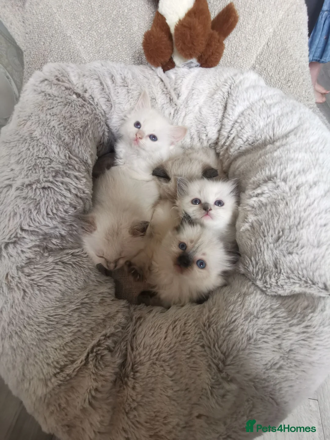 Ragdoll cats for sale: 2 left health tested parents pure ragdoll baby's  - Advert 22