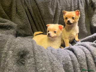 Pomchi dogs Pomeranian puppy's - Advert 2
