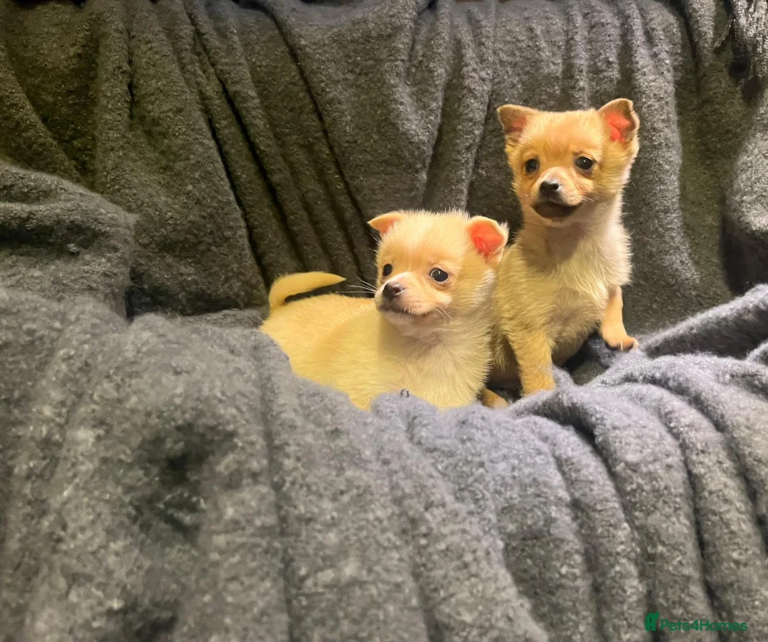 Pomchi dogs for sale: Pomeranian puppy's  - Advert 1