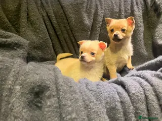 Pomchi dogs Pomeranian puppy's - Advert 9