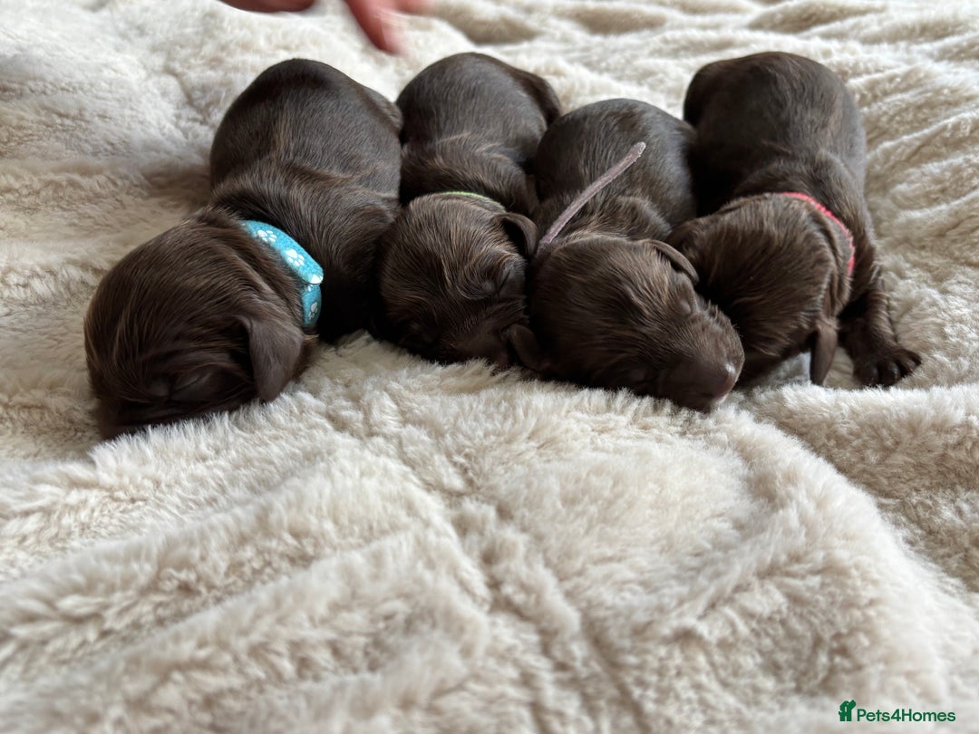 Cockapoo dogs for sale: 🍫🐶 F1b Chocolate Cockapoo Puppies🐶🍫  - Image 11