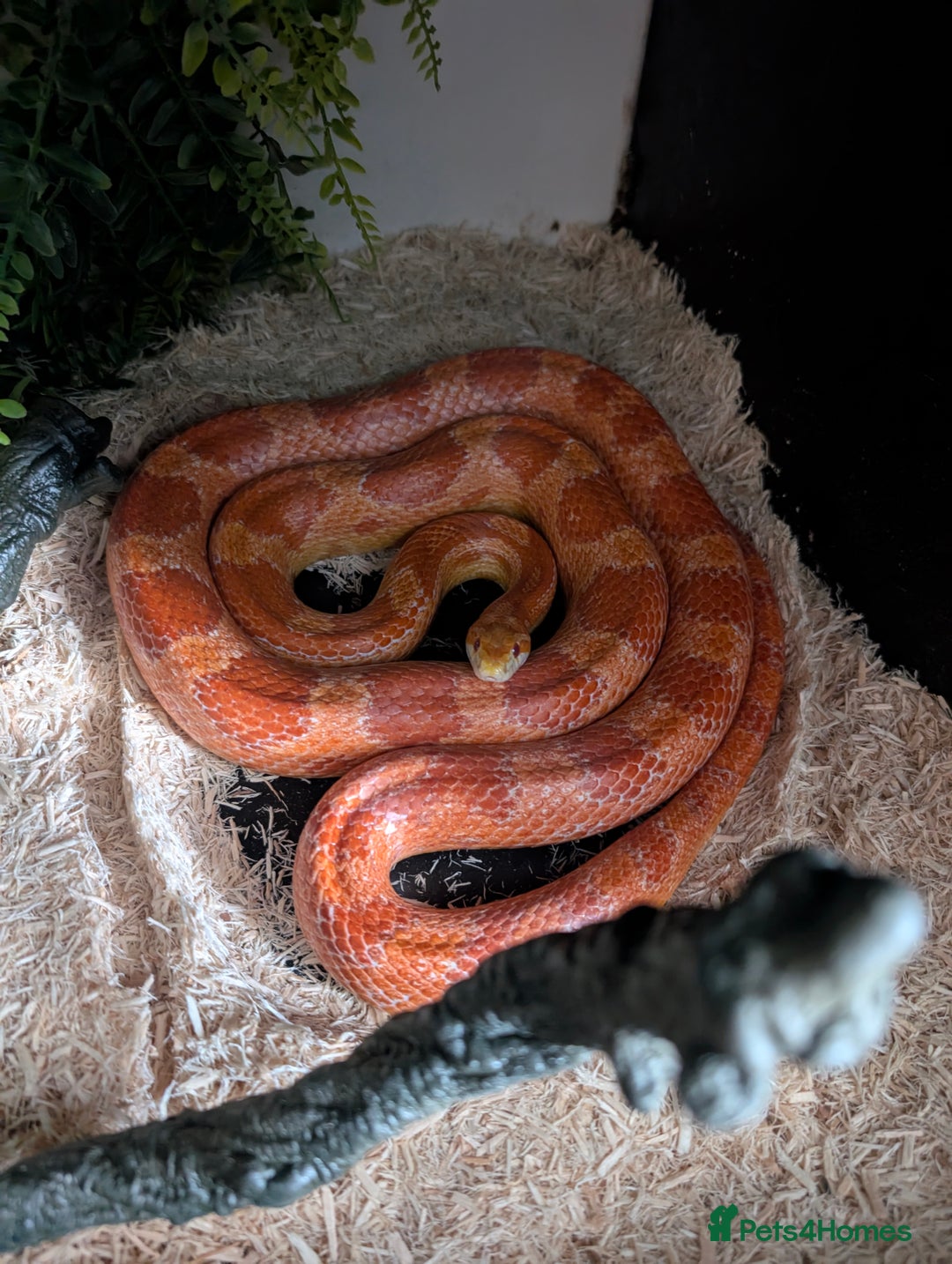 Corn Snake reptiles for sale: Adult corn snake with full set up - Image 2