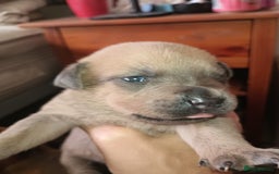 Mixed Breed dogs for sale: Mastiff x rottweiler  - Image 13