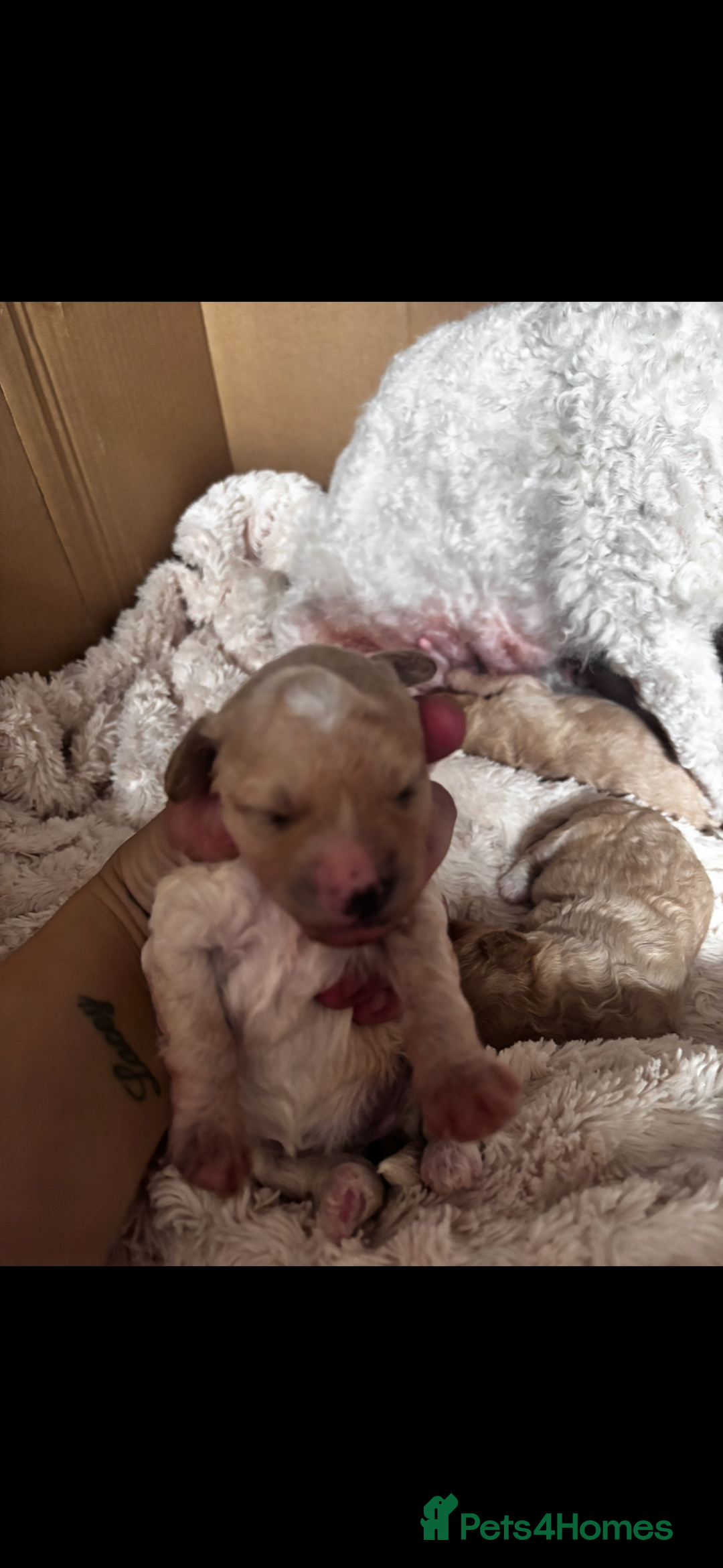 Cavapoo dogs for sale: Gorgeous little Caverpoo babies - Image 3