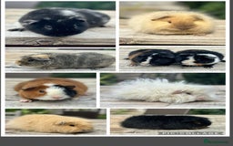 Guinea Pig rodents for sale: Swiss,Teddy and pet guinea pigs  - Image 1