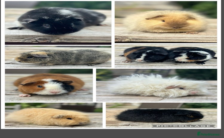 Guinea Pig rodents - Advert 8