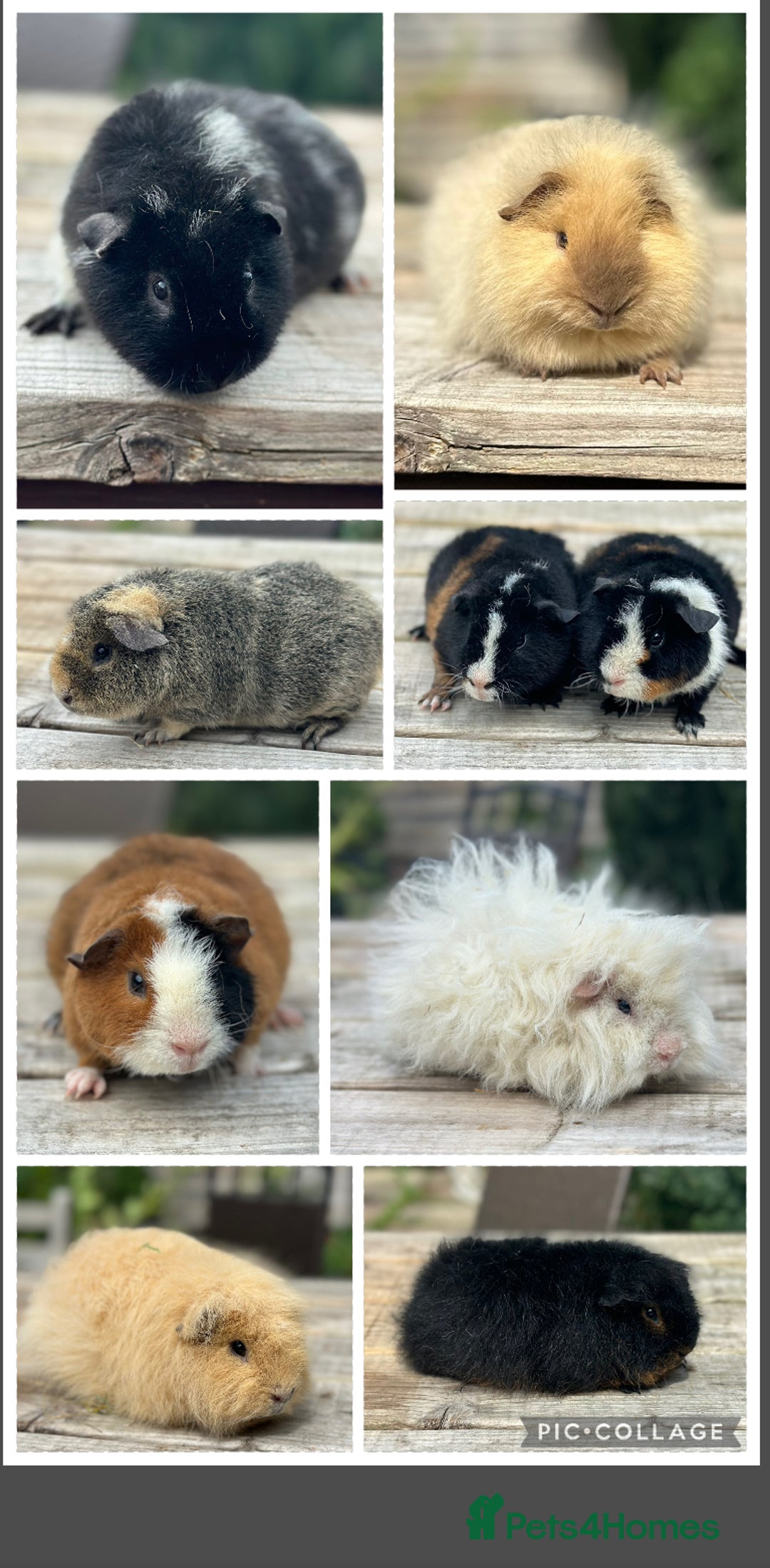 Guinea Pig rodents for sale: Swiss,Teddy and pet guinea pigs  - Image 1