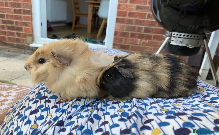 Guinea Pig rodents - Advert 8