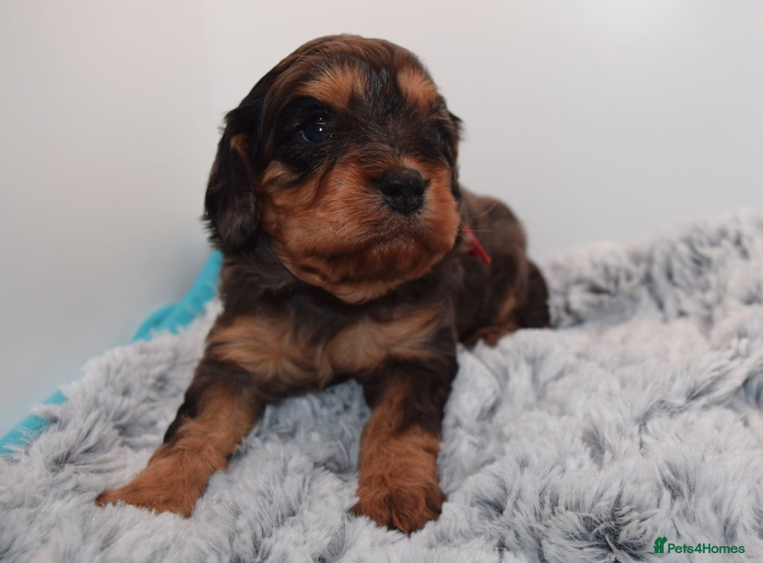 Cavapoo dogs for sale: Extensively Health tested Rare F1 Cavapoos - Image 6