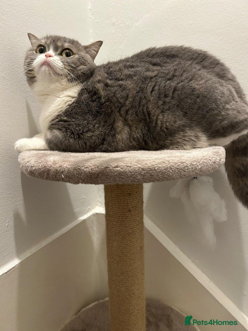 British Shorthair cats Nikaa - Advert 1