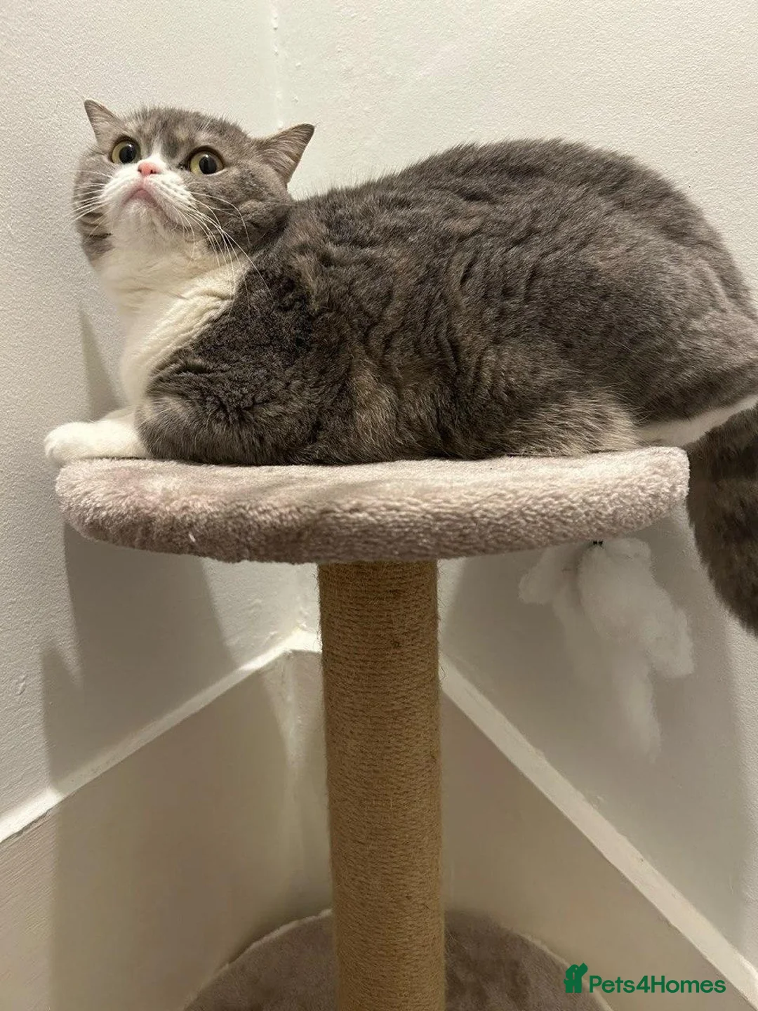 British Shorthair cats for sale: Nikaa in London - Advert 1