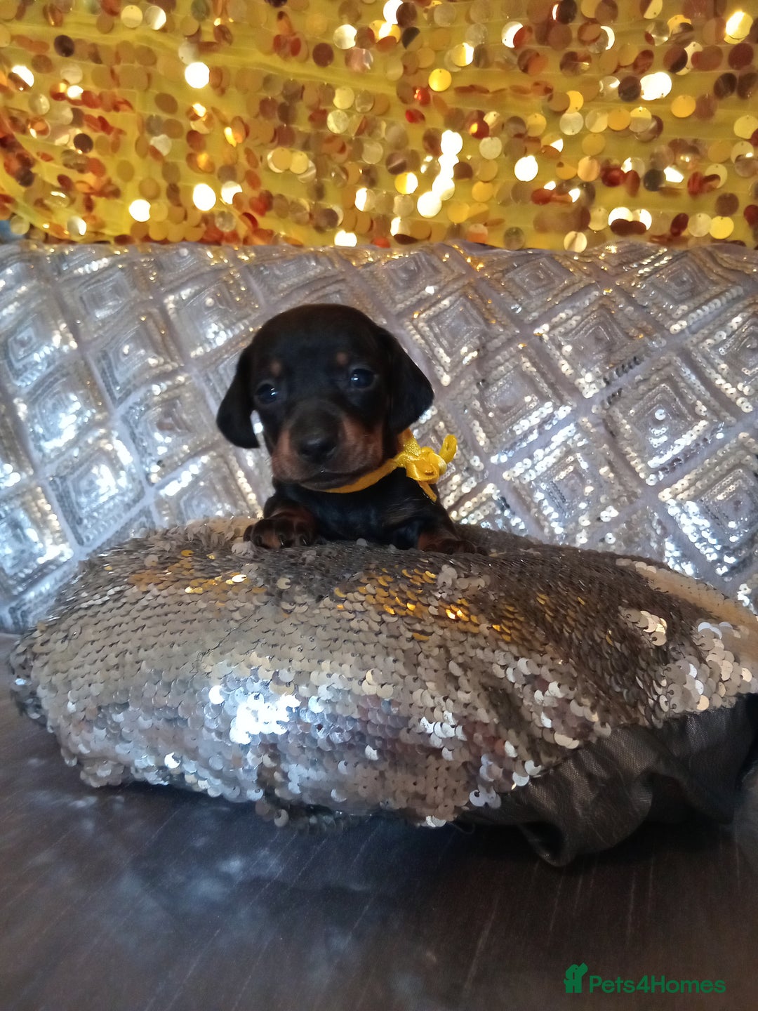 Miniature Dachshund dogs for sale: 7 MINIATURE DUSCHUND PUPPIES 🐶  - Image 5
