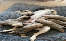Pug dogs for sale: Stunning Fawn Pug KC Registered Litter - Image 1