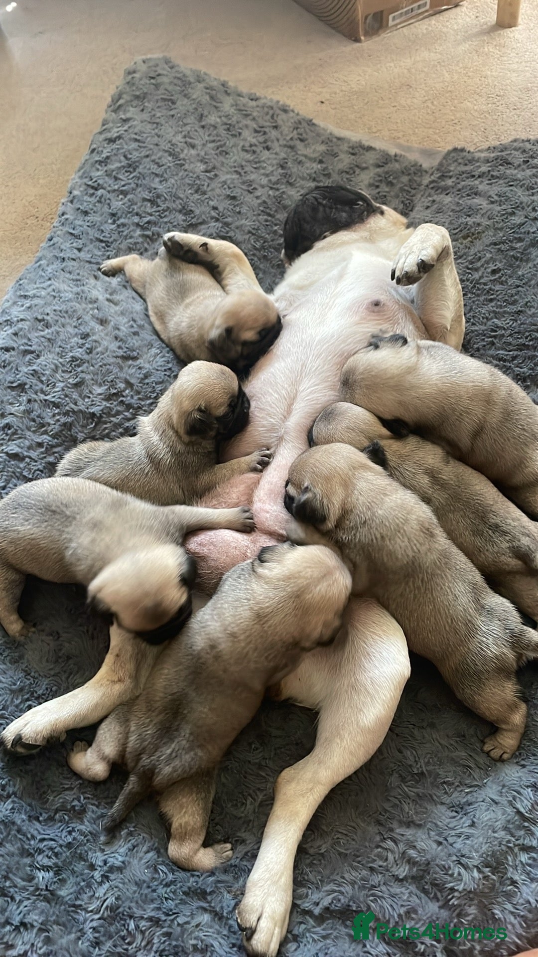 Pug dogs for sale: Stunning Fawn Pug KC Registered Litter - Image 1