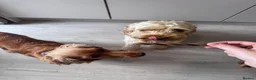 Cockapoo dogs for sale: 3 males and 3 females - Advert 12