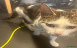 Domestic Shorthair cats for sale: 3 Beautiful tabby x British Short Hair ready - Image 9