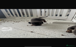 Mixed Breed dogs for sale: French wieners  - Image 3