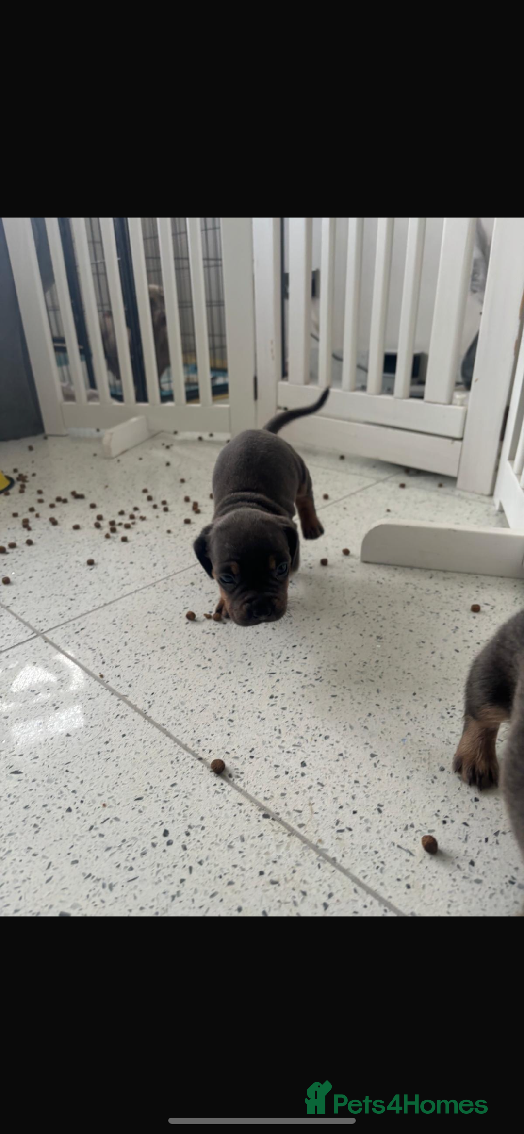 Mixed Breed dogs for sale: French wieners  - Image 3