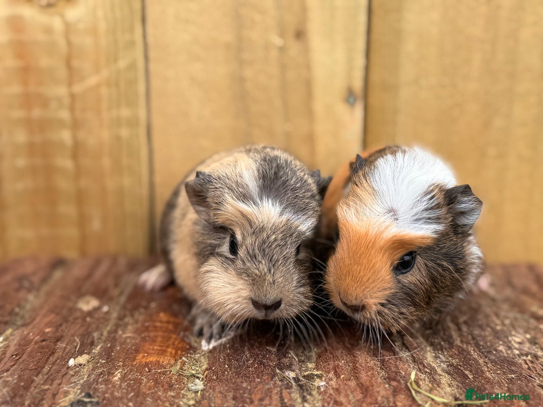 Guinea Pig rodents for sale: 2 sows and 2 boars  - Image 2