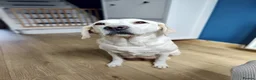 Labrador Retriever dogs for sale: Stunning, Well Bred Yellow Labrador Pups - Advert 11