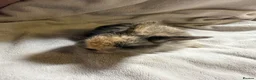 Mini Lop rabbits for sale: Pure Mini lops - Advert 12
