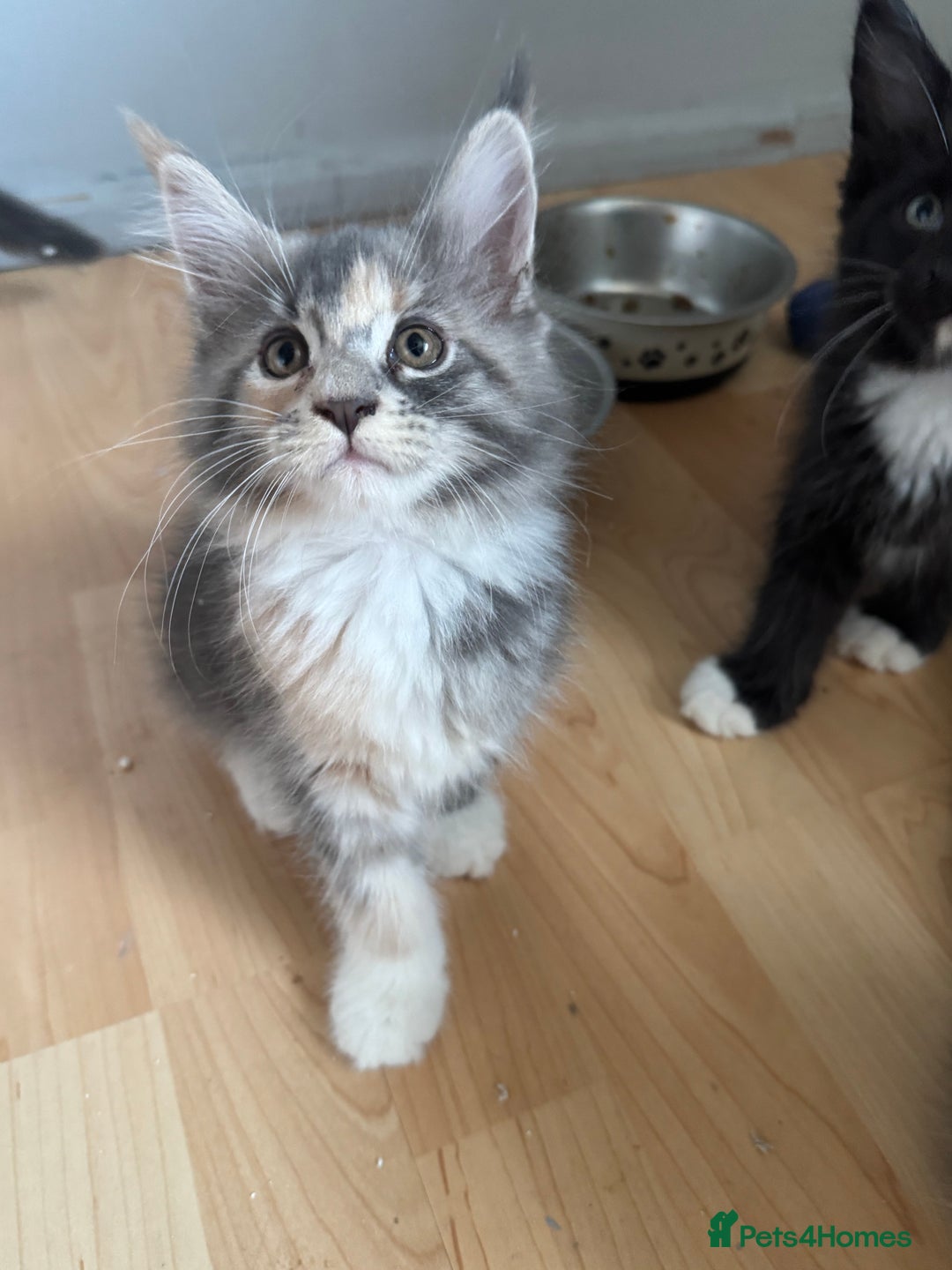 Maine Coon cats for sale: Maine Coon kittens Available!!!! - Image 14