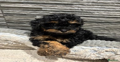 Cavapoo dogs - Advert 2