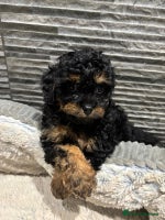 Cavapoo dogs - Advert 15