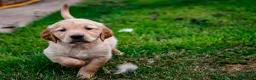 Golden Retriever dogs for sale: Traditional Dark Golden Retriever Puppy’s KC Reg - Advert 4