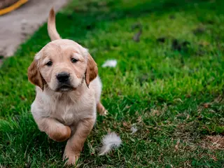 Golden Retriever dogs for sale: Traditional Dark Golden Retriever Puppy’s KC Reg - Advert 4