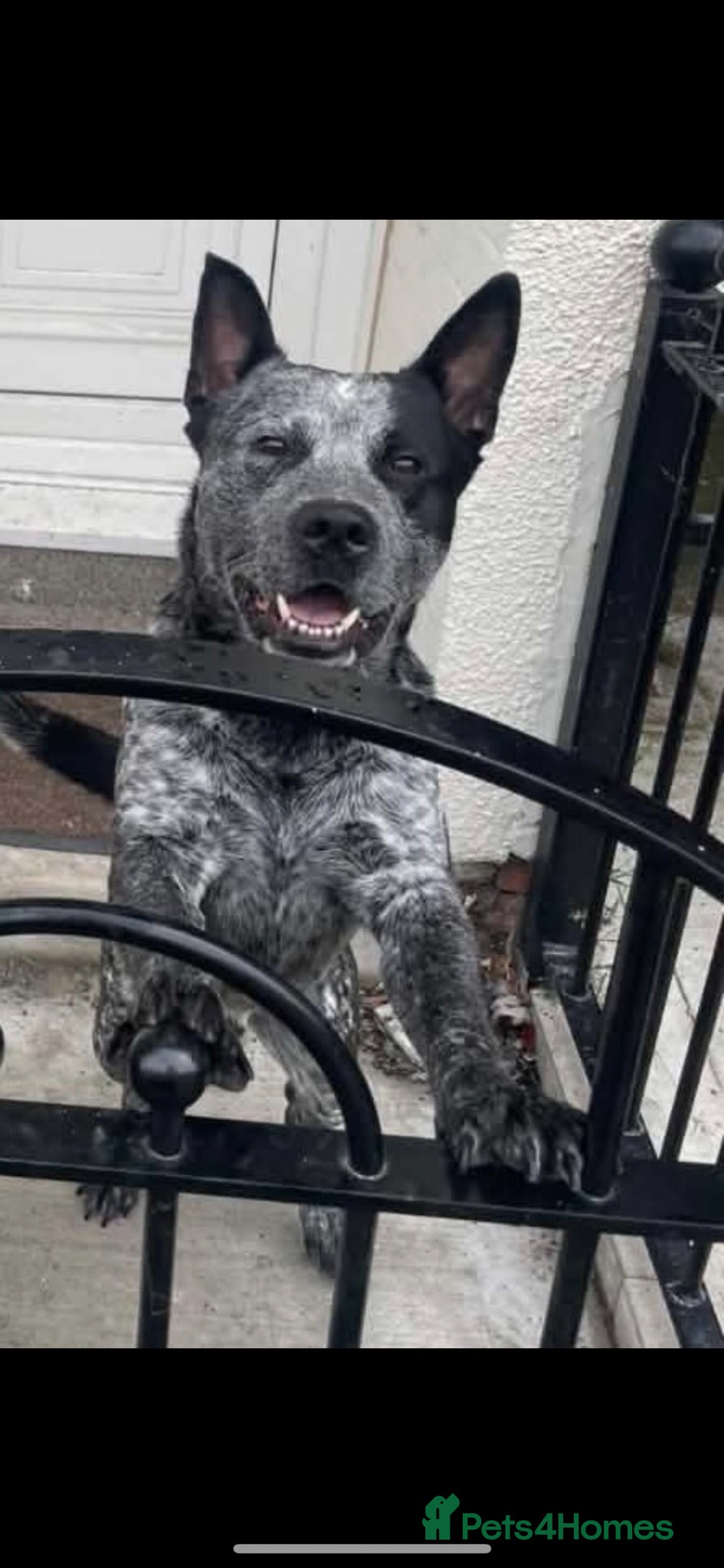 Australian Cattle Dog dogs Australian cattle dog for rehome - Advert 14