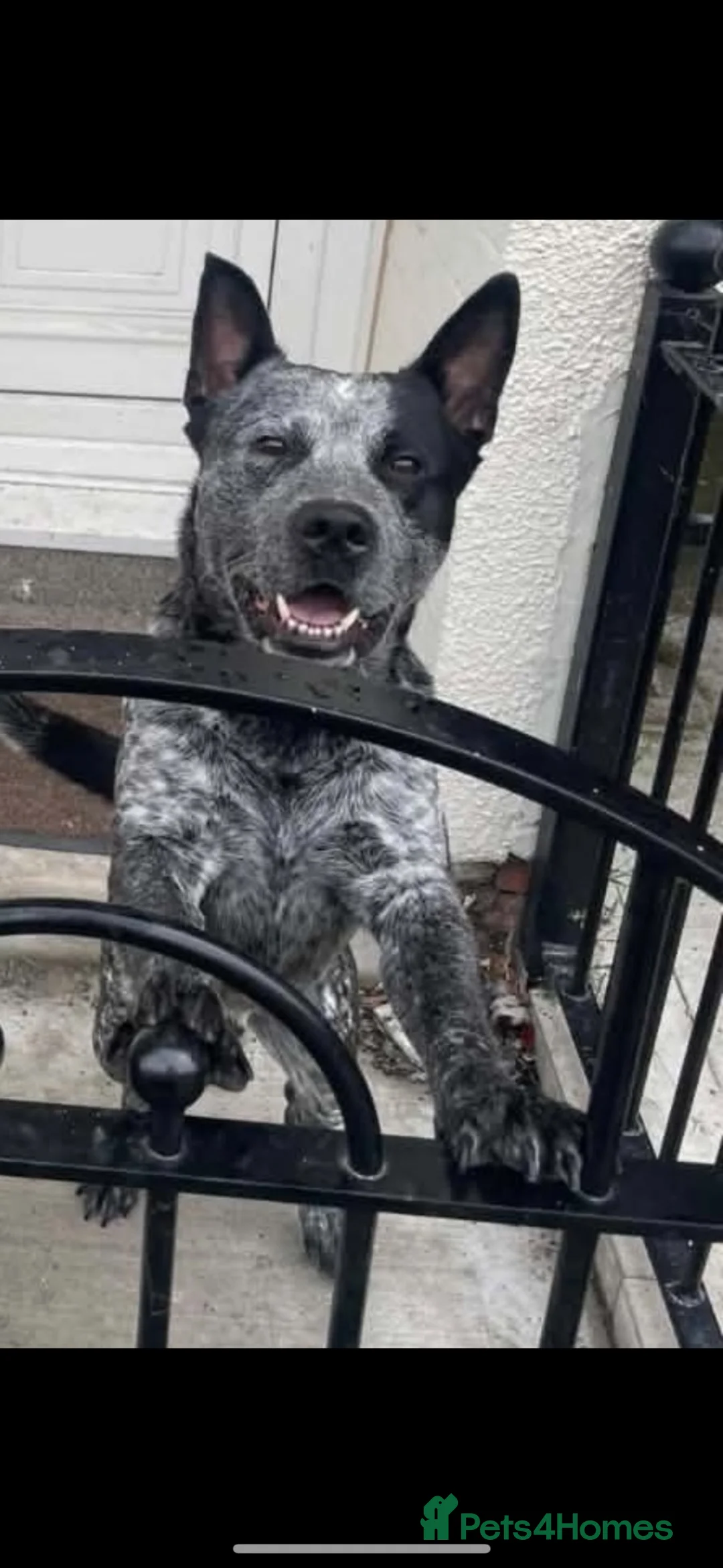 Australian Cattle Dog dogs for sale: Australian cattle dog for rehome in Hull - Advert 1