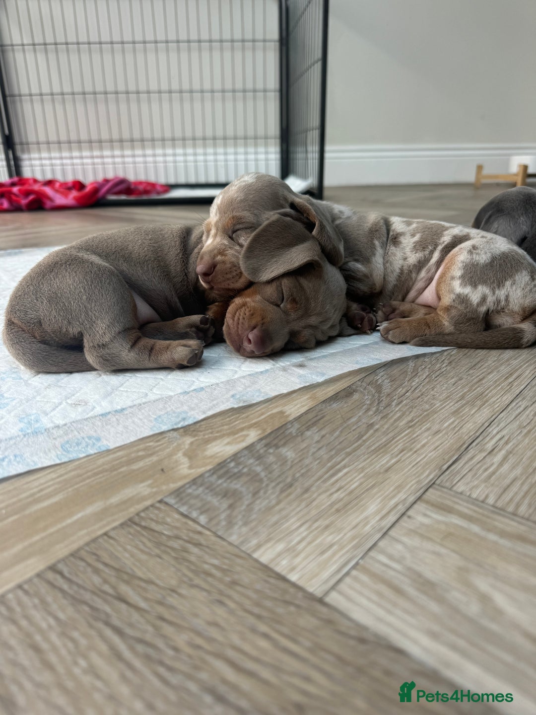Miniature Dachshund dogs for sale: Stunning kc Miniature dachshund puppies🩷  - Image 5