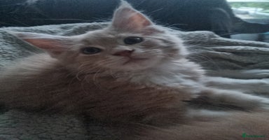 Maine Coon cats - Advert 14