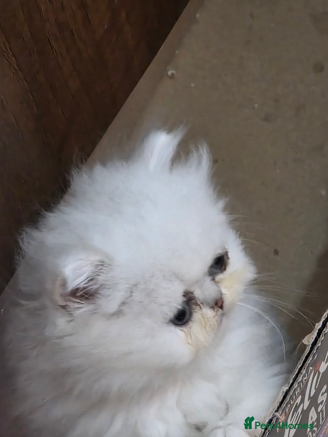 Persian cats for sale: Pedigree Chinchilla Kitten - Advert 6